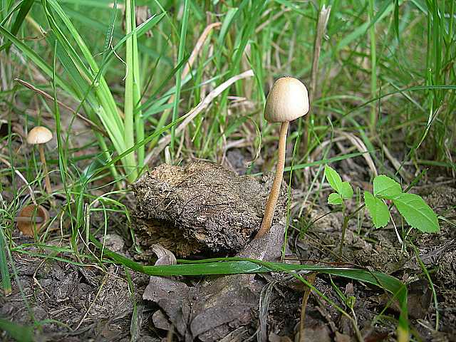 Funghi di frontiera